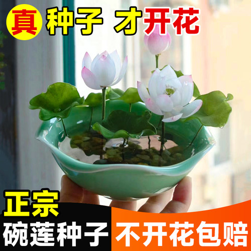 正宗原装碗莲种子真种子才开花