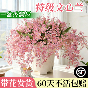 文心兰带花苞盆栽香水梦香兰花卉精品四季耐寒客厅室内阳台好养