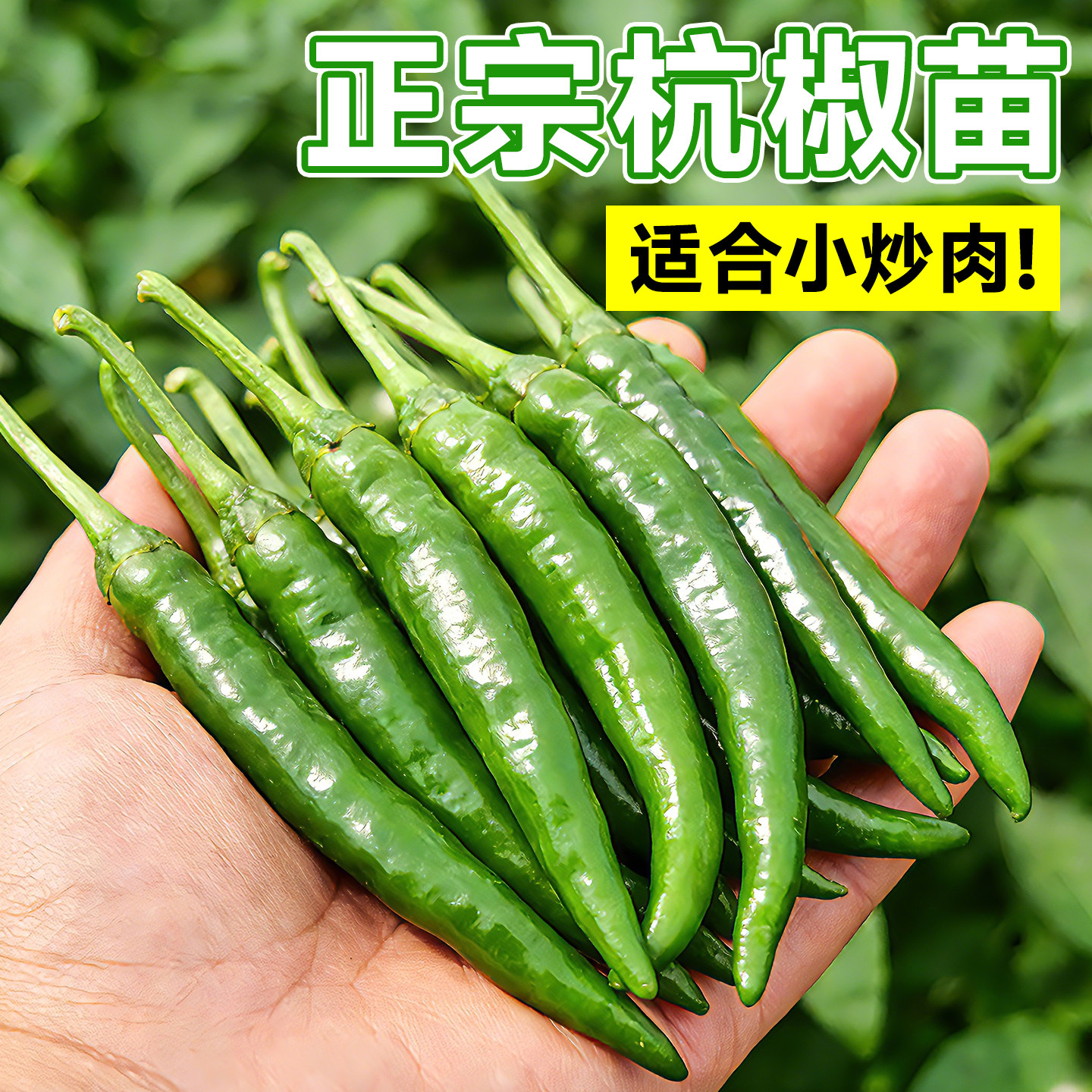 正宗杭椒苗秧苗四季辣椒苗阳台盆栽季螺丝薄皮朝天椒菜园盆栽蔬菜