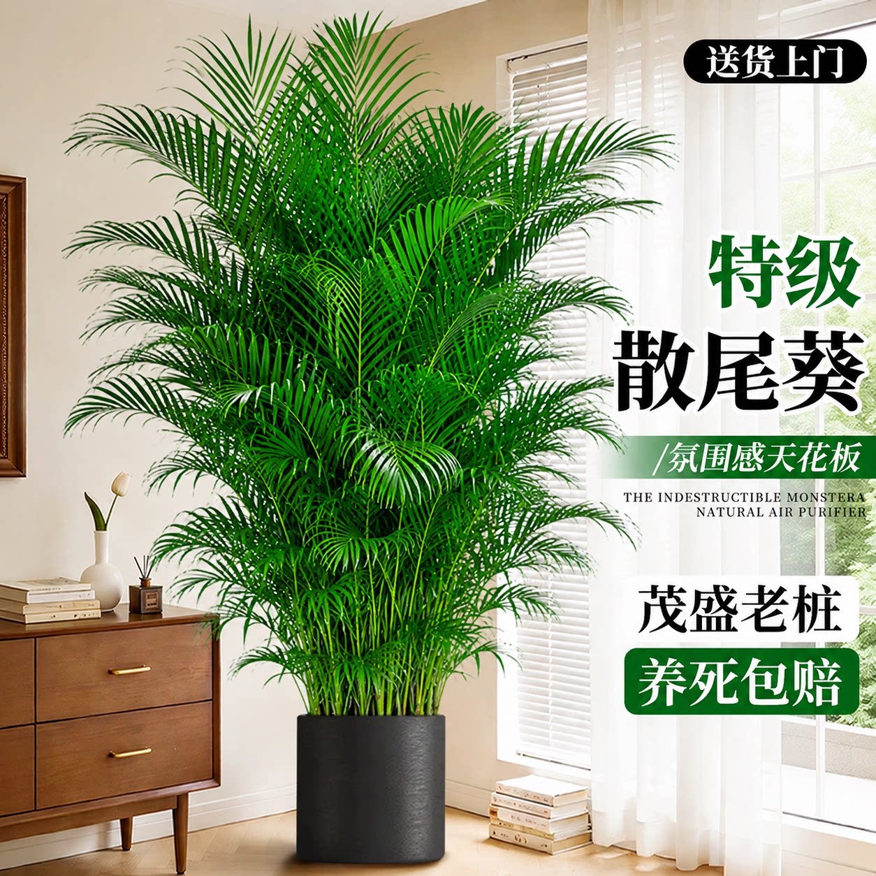【茂盛老桩】特级散尾葵图片