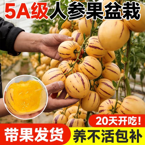 【带果发货】人参果盆栽不活包赔
