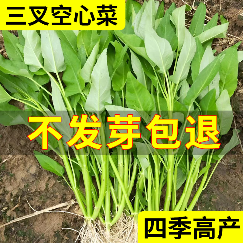 三叉空心菜种籽四季水培蔬菜种子大全阳台种植竹叶菜苗荠菜种籽孑