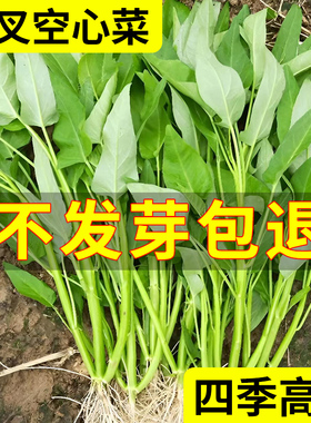 三叉空心菜种籽四季水培蔬菜种子大全阳台种植竹叶菜苗荠菜种籽孑