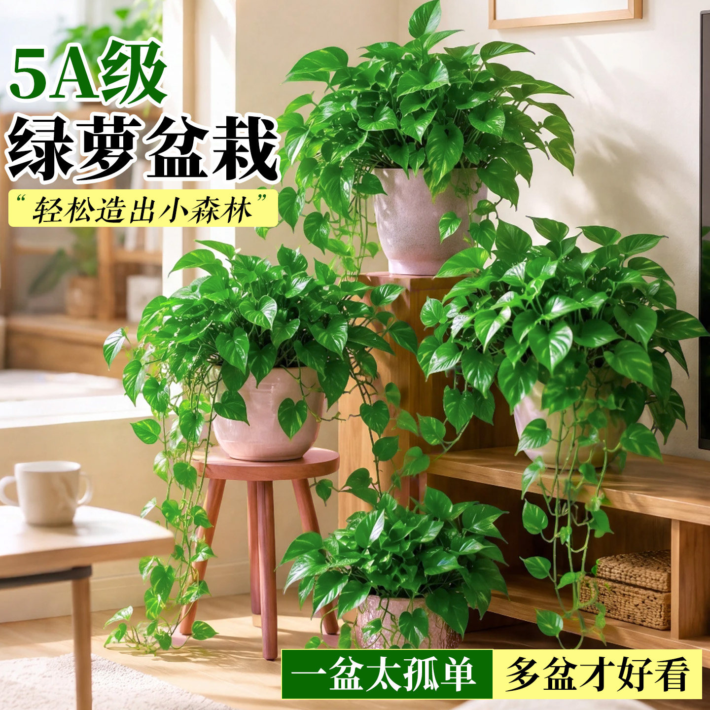 绿萝室内盆栽新房家用吸甲醛图片