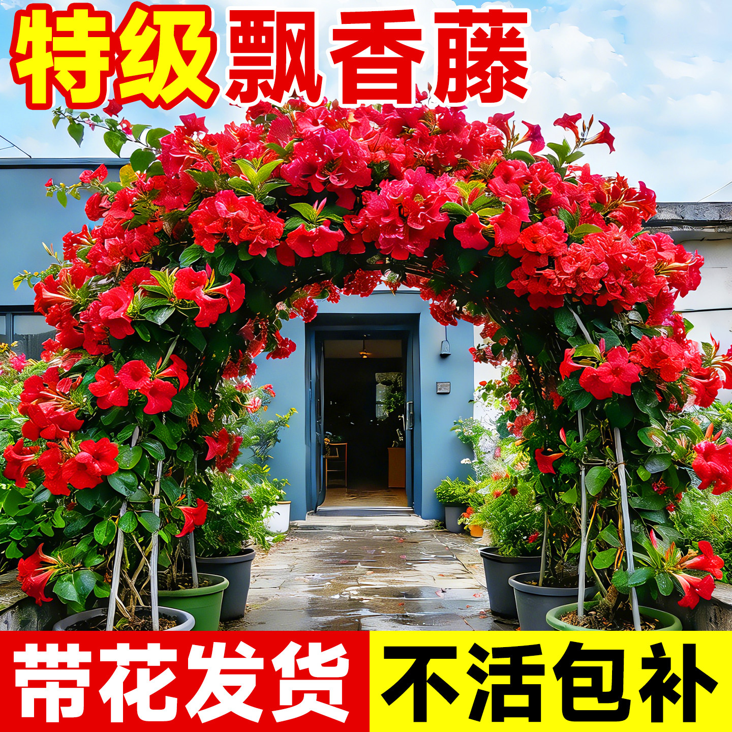 飘香藤大花重瓣盆栽耐热花苗花卉适合阳台养的花爬藤植物好养易活