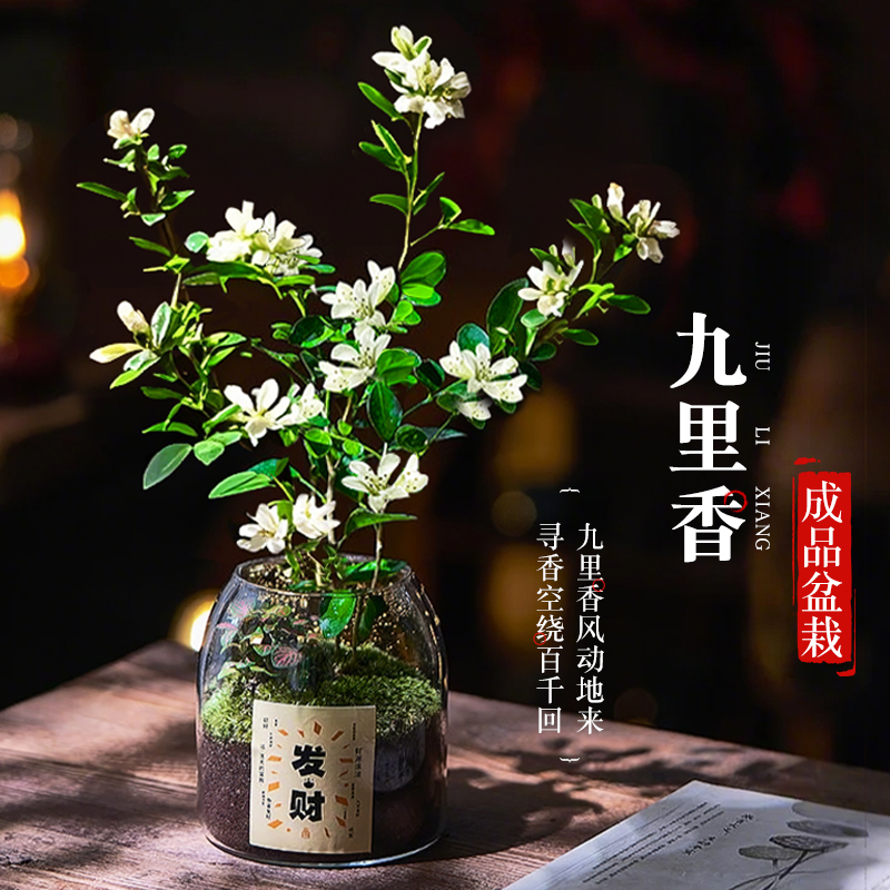九里香盆栽四季老桩开花树苗盆栽