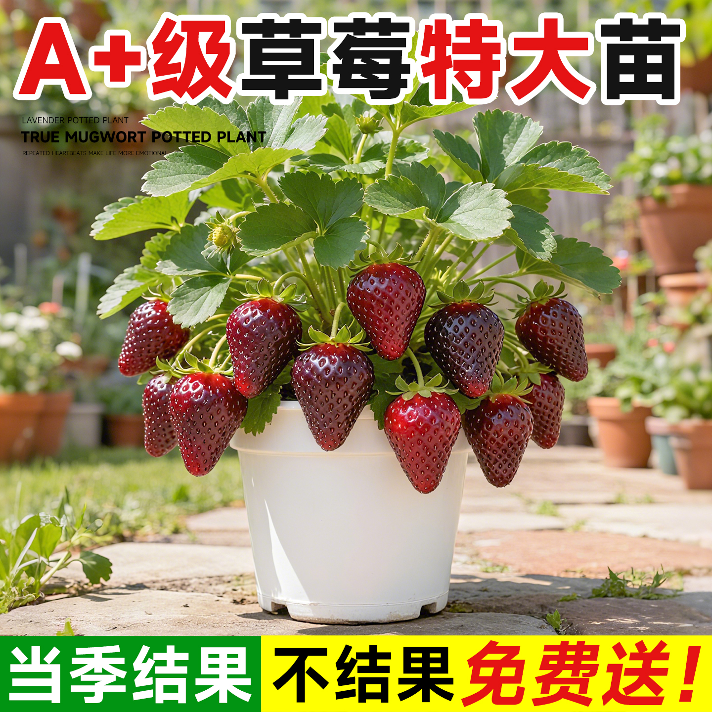 草莓秧苗四季结果盆栽对版包结果