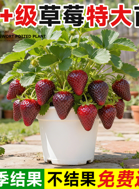 真红美玲草莓苗秧盆栽四季结果优质奶油黑珍珠草莓新苗特大号果树