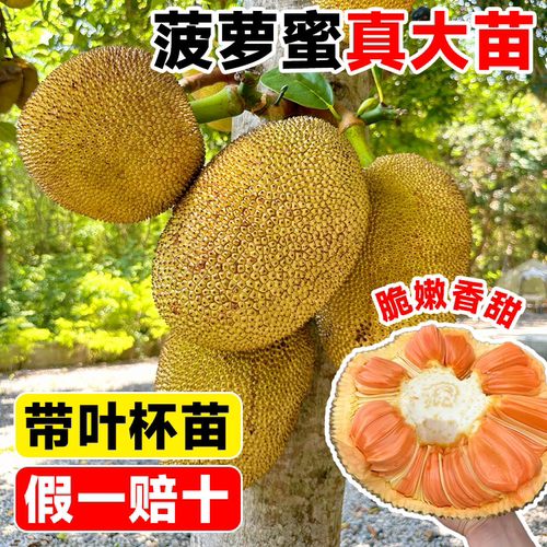 正宗菠萝蜜带叶真苗【假一赔十】