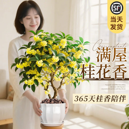 【四季桂】特级桂花盆栽不活包赔