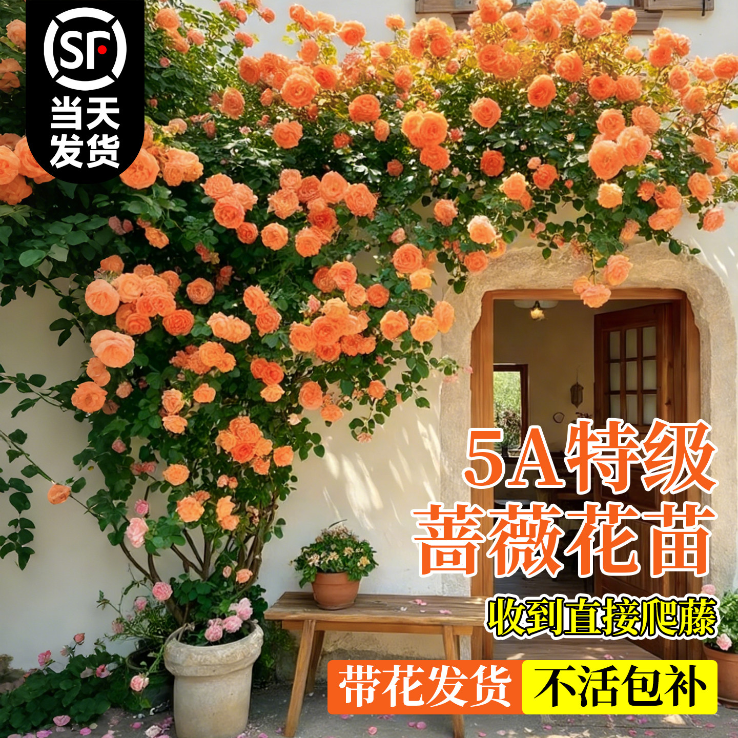 【5A特级】1米6爬藤蔷薇大苗图片