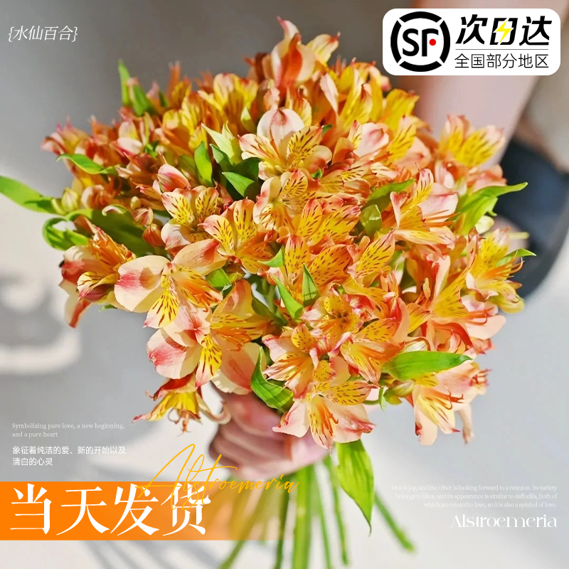 水仙百合六出花鲜花家用插花鲜切