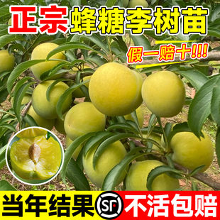 正宗蜂糖李子树苗特大果树果苗大全矮化带土新品种盆栽贵州六马