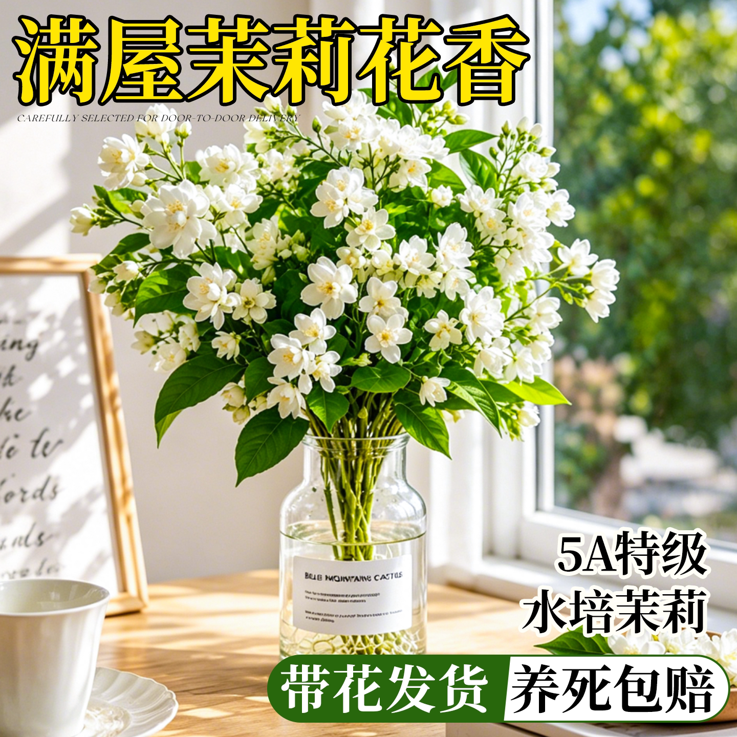 水培茉莉花带花苞花苗四季鲜花开花卉室内办公室桌面水养绿植好养