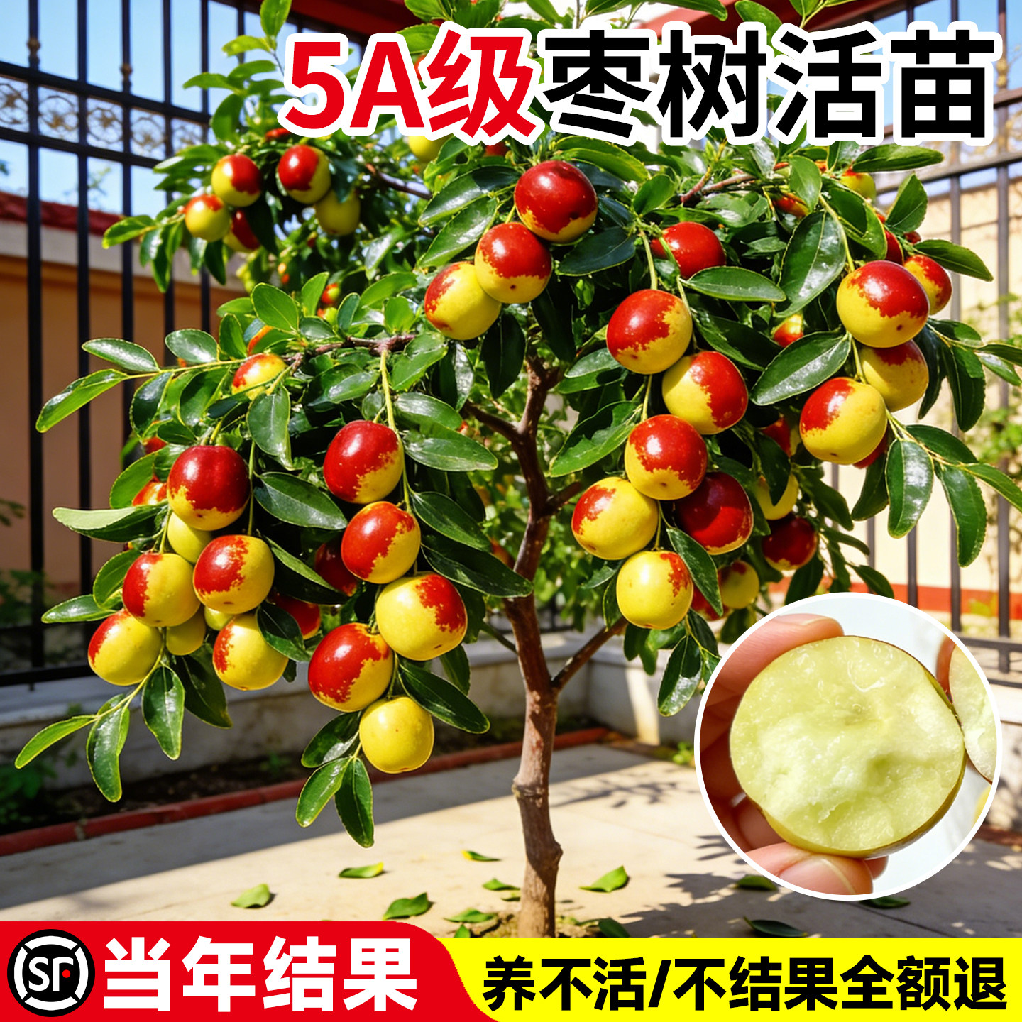 枣树活苗特大冬枣嫁接树苗沾化冬枣三代大枣超甜奶枣苹果水果青枣