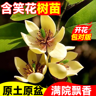 含笑花盆栽树苗四季老桩带花苞浓香型特大号花卉易活四季开花植物