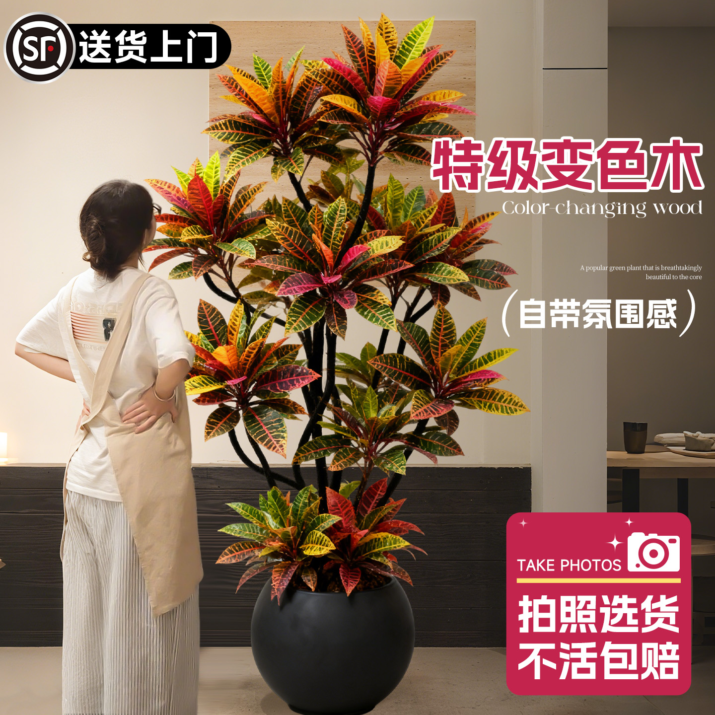 【特级变叶木】送货上门不活包赔