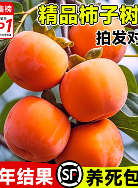 【包成活包对版】甜脆柿子果树苗