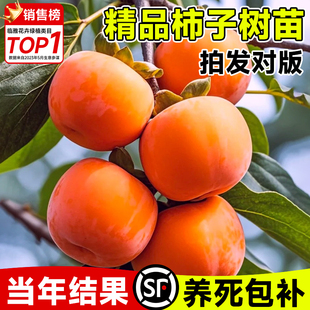 甜脆柿子果树苗庭院柿树水果巧克力太秋牛心脆柿大全南北方大盆栽