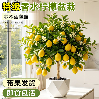 香水柠檬树盆栽带果直发四季好养