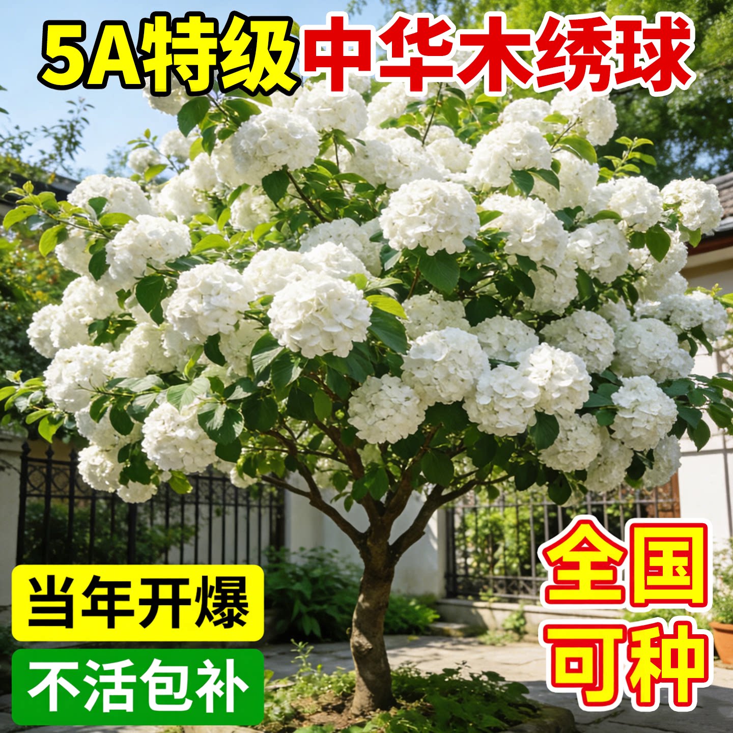 【5A特级中华木绣球】包开花成活图片