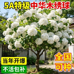中华木绣球大花斗球树苗绣球花苗四季花卉开花盆栽庭院室外风景树