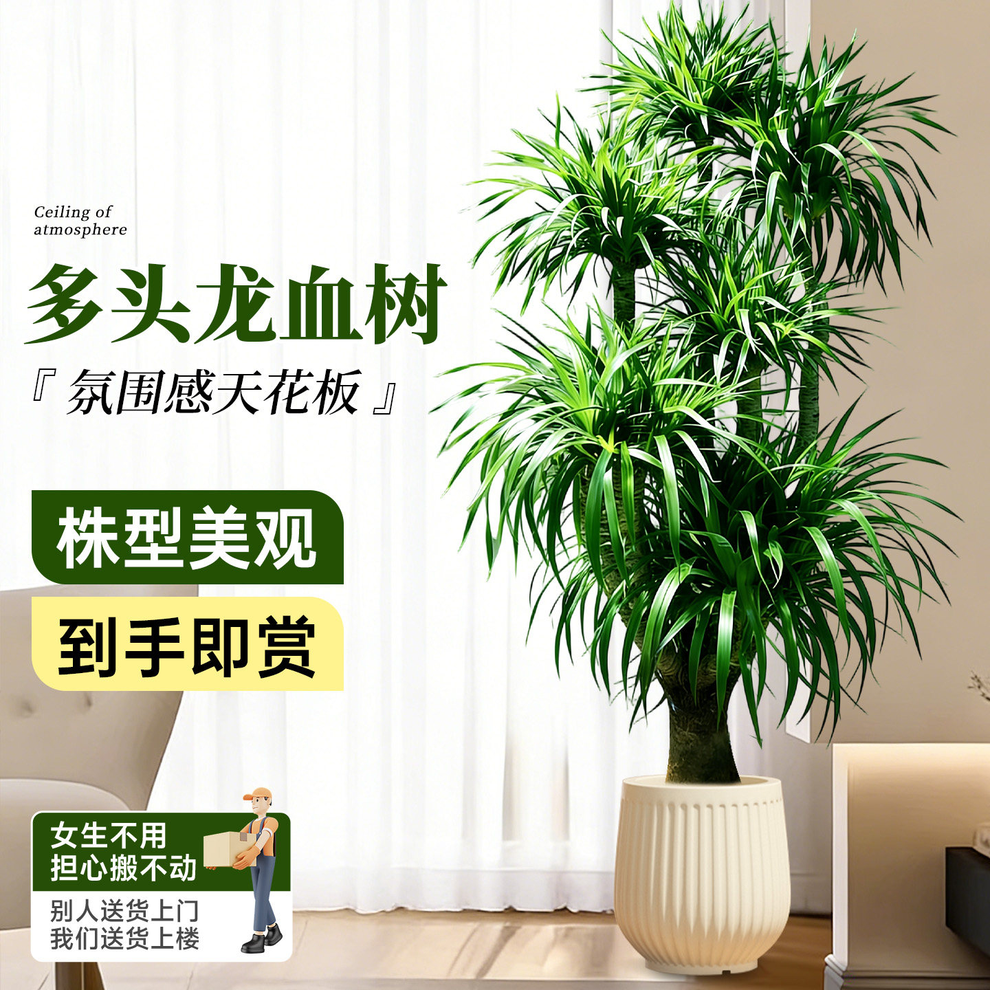 龙血树客厅绿植室内盆栽大型多头龙须树四季落地大号盆景旺宅好养,鲜花速递/花卉仿真/绿植园艺,大型绿植/成品组合盆栽,淘宝优惠券,粉丝福利购,淘宝优惠卷