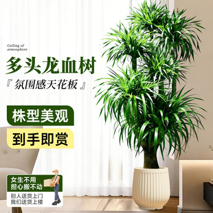龙血树客厅绿植室内盆栽大型多头龙须树四季落地大号盆景旺宅好养