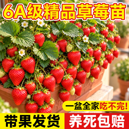 【带果发货包对版】不结果包赔