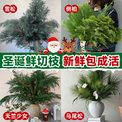 【圣诞专卖】松枝鲜切水养植物