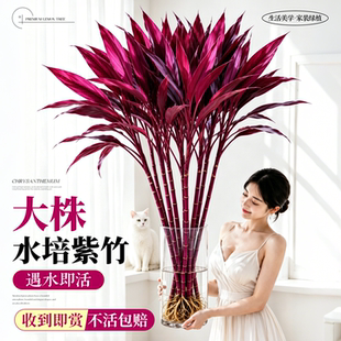 水培植物紫竹鸿运竹富贵竹粗杆带根水养招财竹子客厅室内桌面绿植