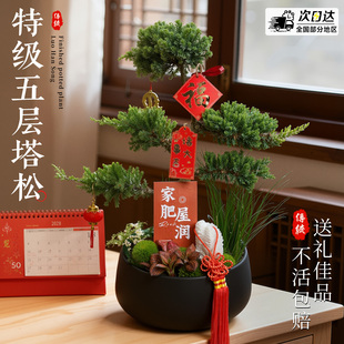 五层塔松盆栽造型盆景绿植室内办公室茶室桌面植物乔迁新居送礼物