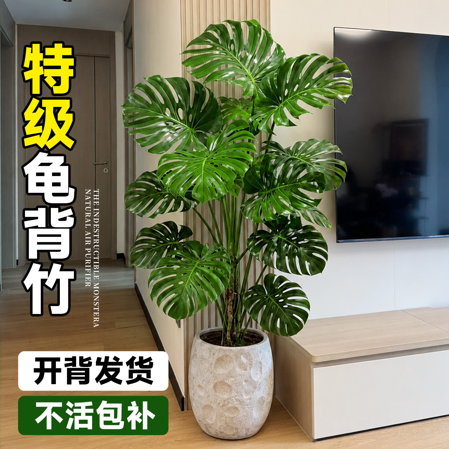 大叶龟背竹老桩盆栽高端绿植图片