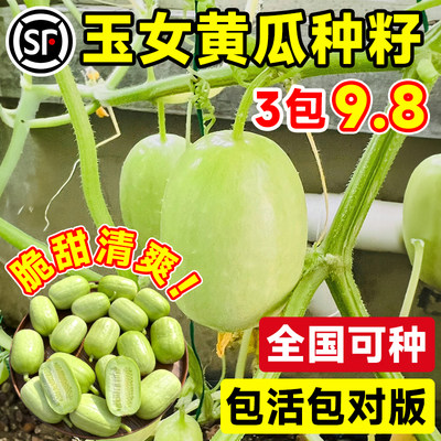 玉女水果黄瓜种籽四季种植好养活