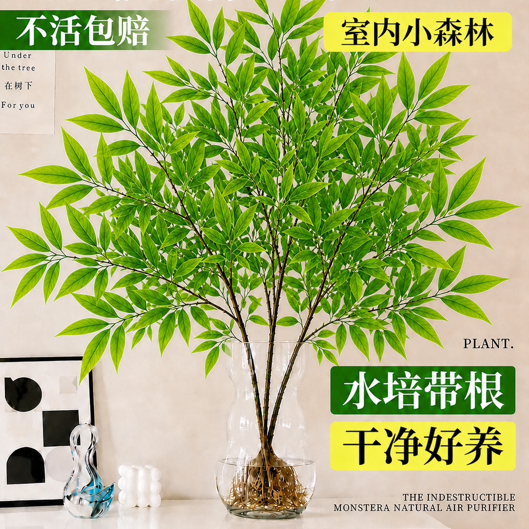 南天竹水培带根室内绿植四季好养图片