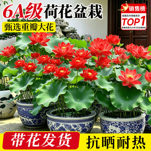 荷花成品大苗爆花发货一盆成景