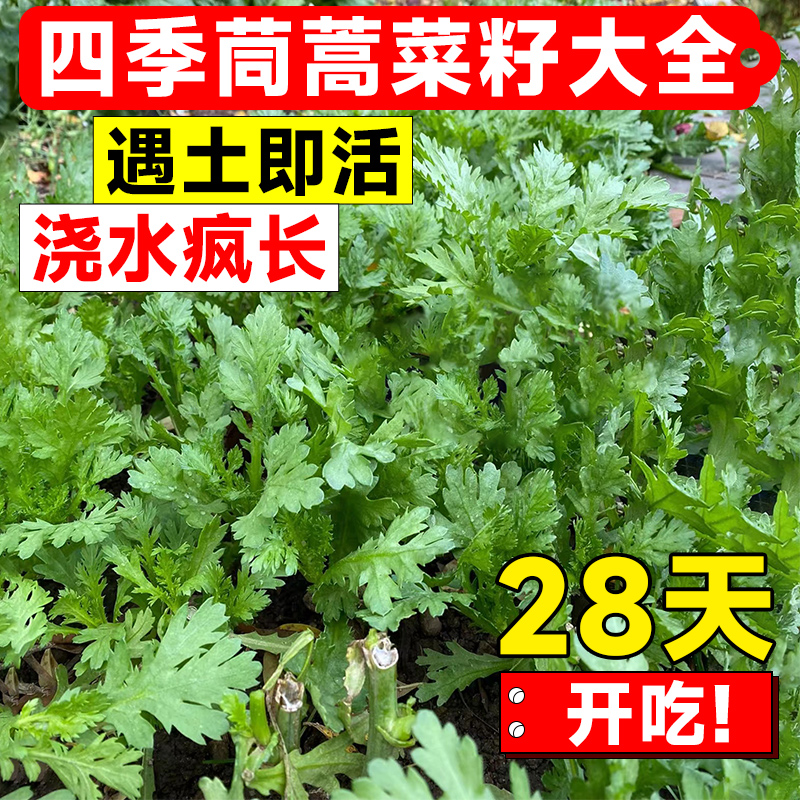 茼蒿菜籽四季高产大叶茼蒿皇帝菜