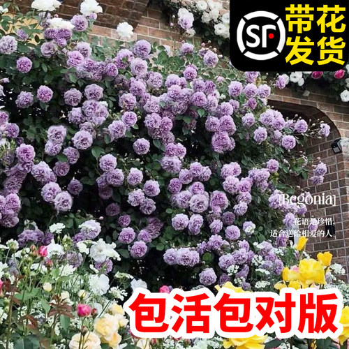 蓝色阴雨藤本月季四季爬藤花卉开