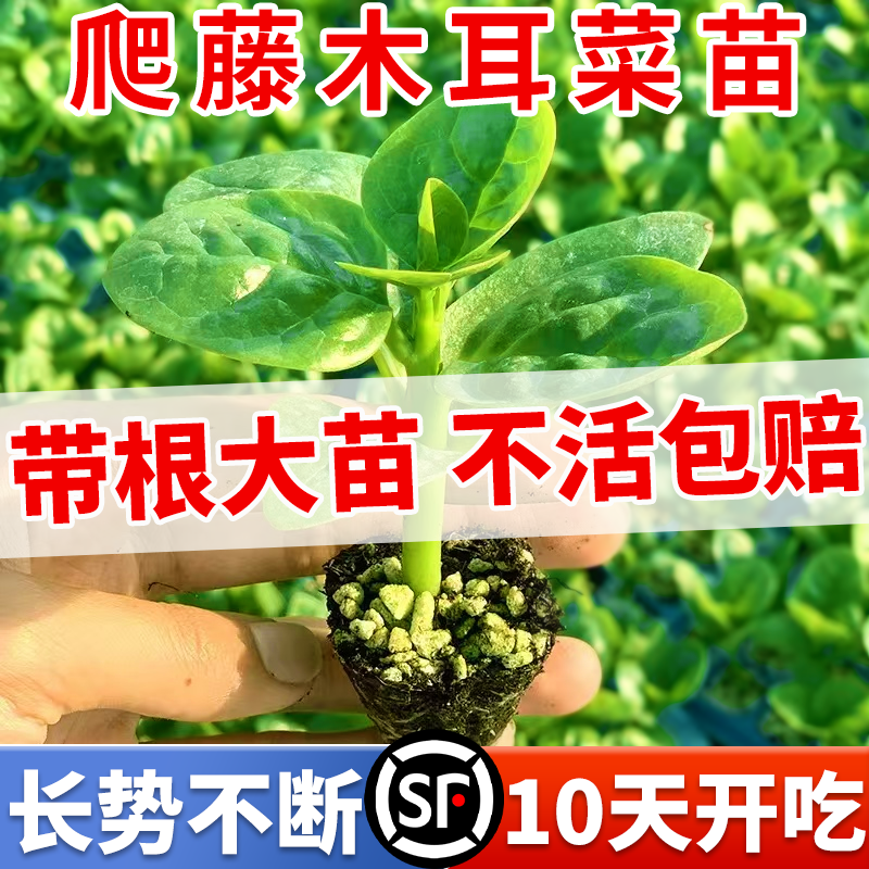 爬藤大叶木耳菜成品苗根本吃不完