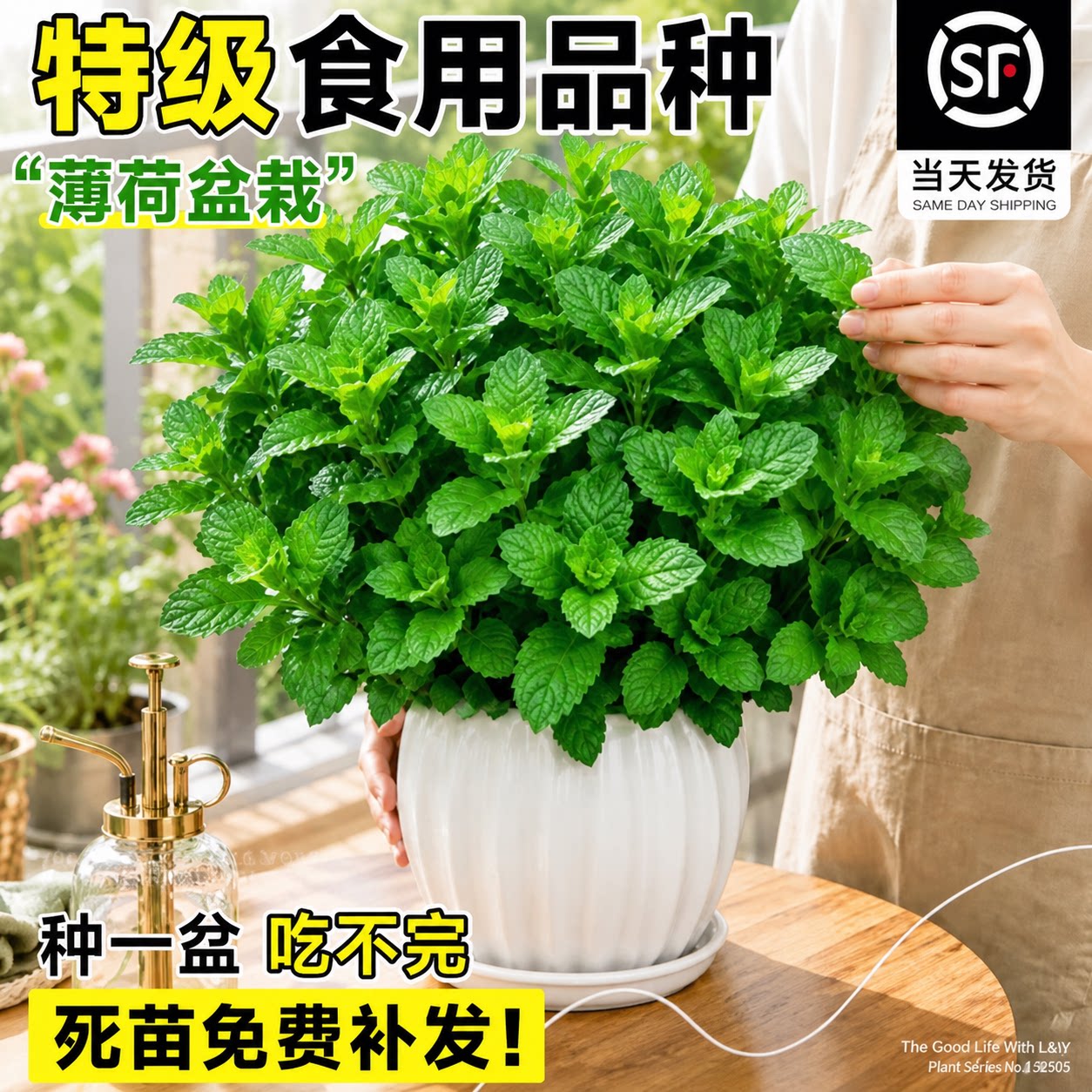 【食品级】薄荷大盆栽图片