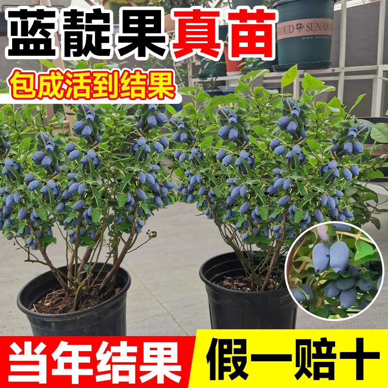 蓝靛果苗羊奶子山茄子苗葡萄树苖蓝莓树苗南北方阳台水果种植盆栽