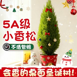 圣诞树小香松盆栽绿植放青松室内植物装饰真树桌面摆件节日小礼物