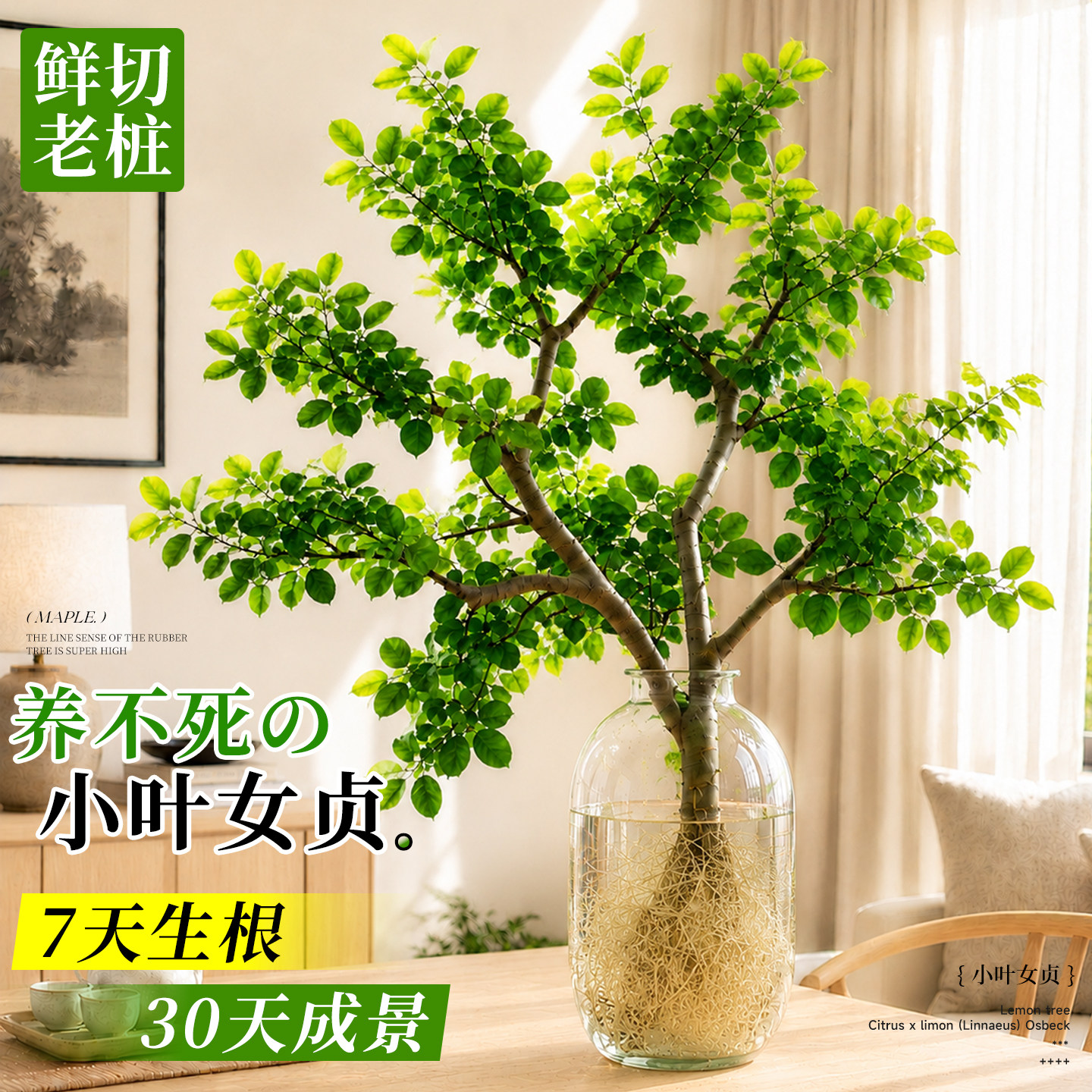 【水培小叶女贞】5A特级7天生根图片