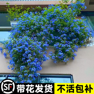 蓝雪花爬藤大苗庭院花卉盆栽特大棒棒糖耐热植物阳台藤本四季 开花