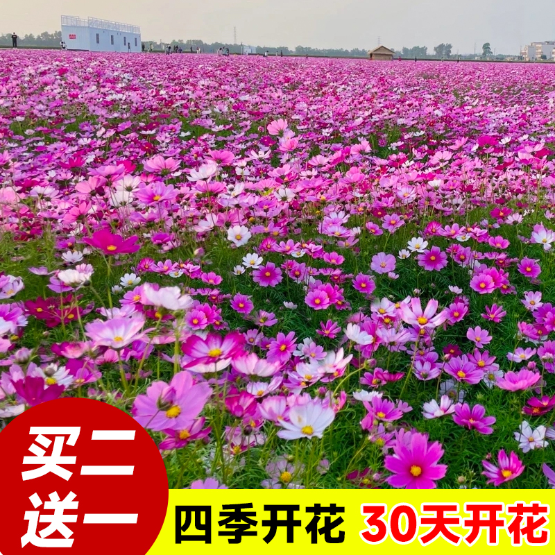 波斯菊花籽格桑花花种籽子四季