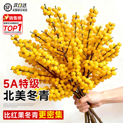 【当天发货】北美冬青红果鲜切花