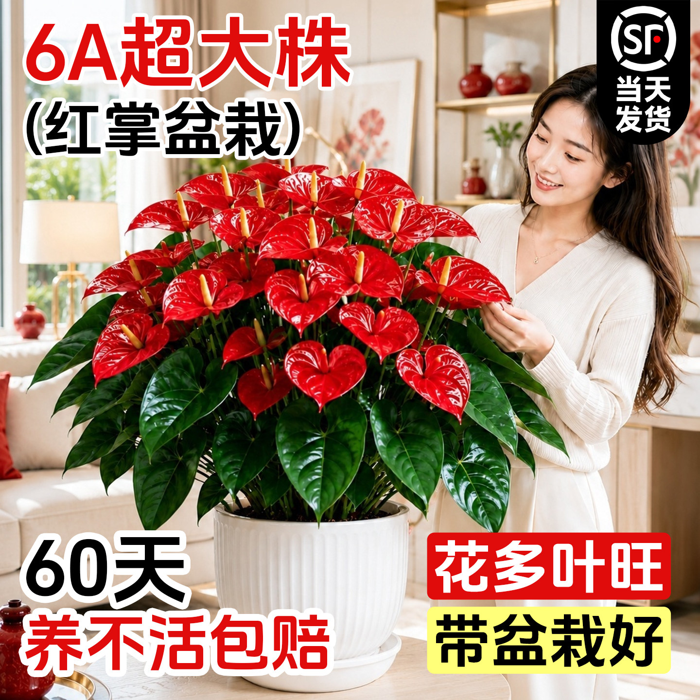 红掌盆栽特大号鸿运当头好养图片