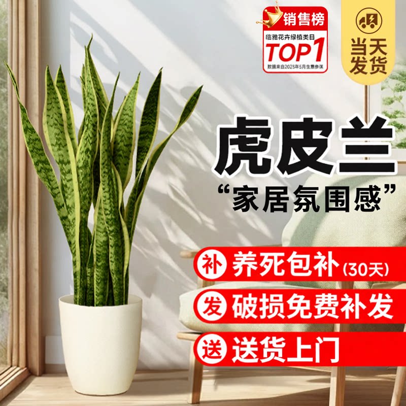 金边虎皮兰绿植大型植物盆栽图片