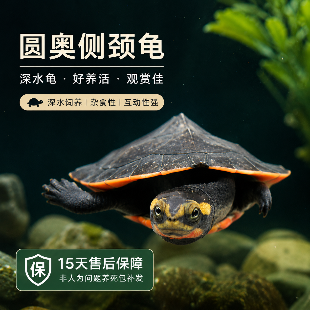 圆奥龟活体深水观赏宠物蛋龟圆澳侧颈龟苗麝香龟好养小青龟剃刀龟