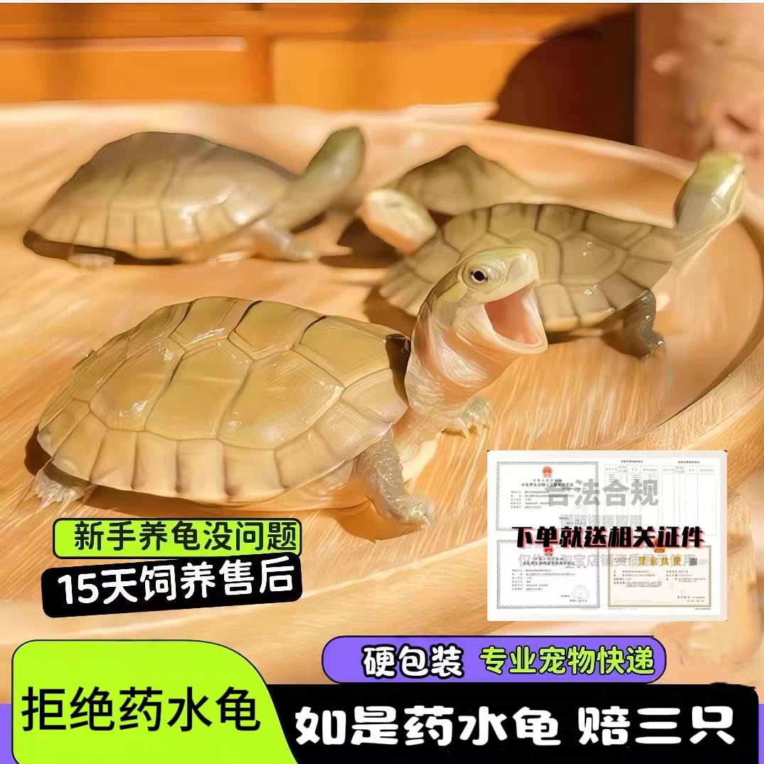 小青龟活体黄喉拟水龟苗北石微笑龟招财龟宠物龟龟场健康15天售后